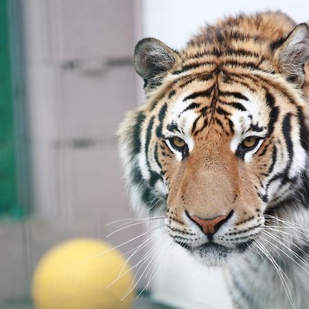 Faunapark Lipova-Lazne Zewnętrze zdjęcie