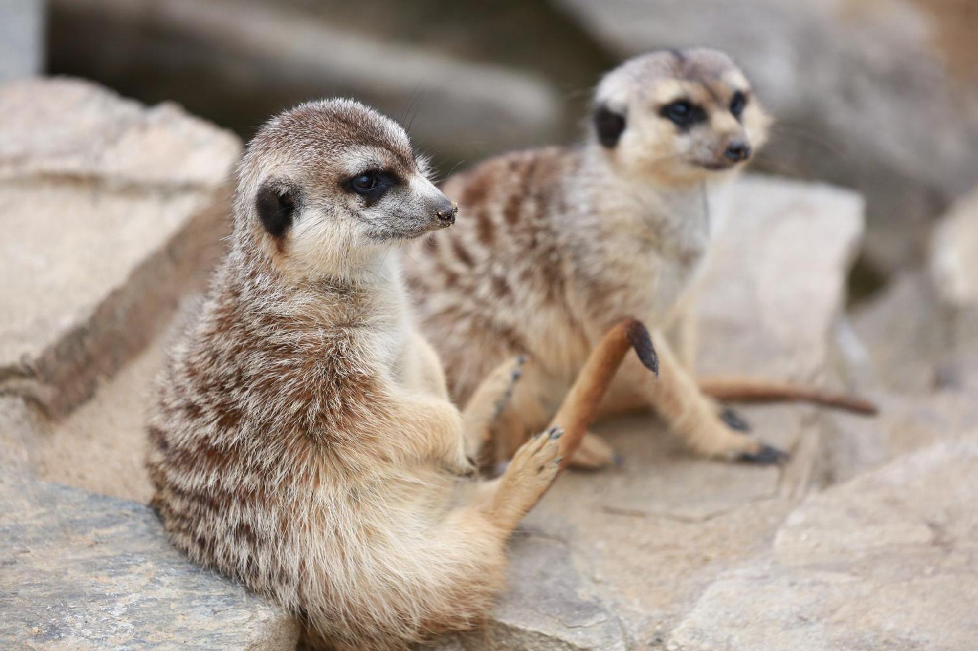 Faunapark Lipova-Lazne Zewnętrze zdjęcie