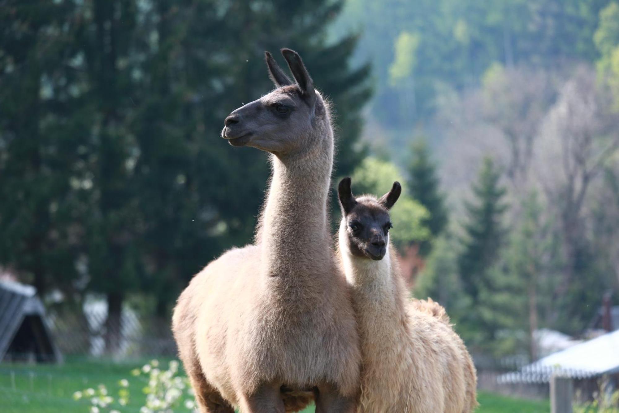 Faunapark Lipova-Lazne Zewnętrze zdjęcie